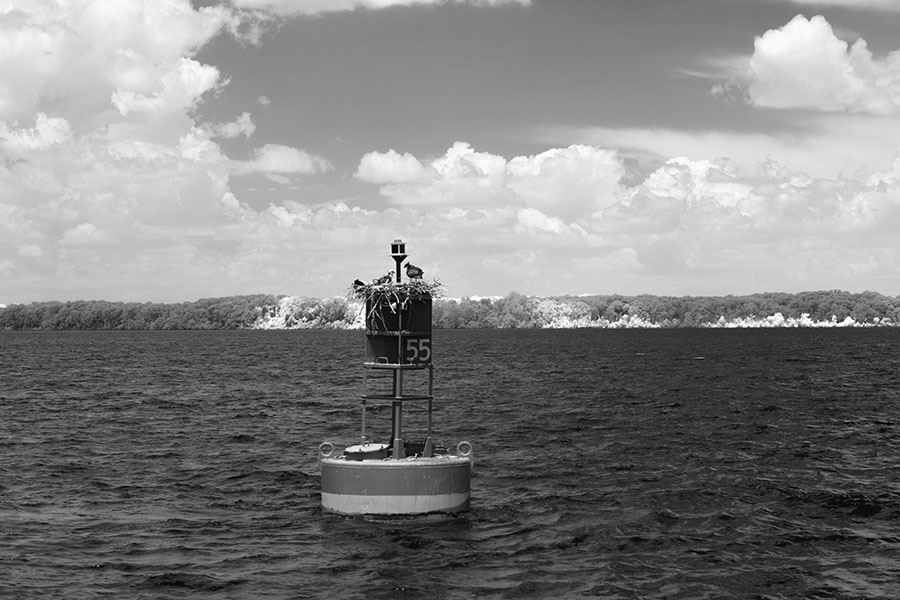 Infrared photo of a navigational buoy on the Potomac River, topped by a pair of nesting osprey.